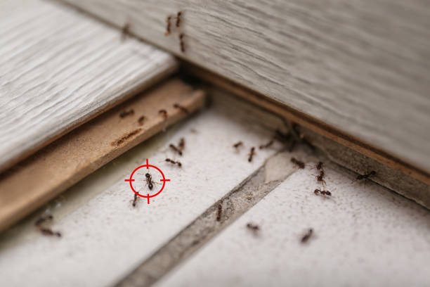 Best Affordable Pest Control Services  in Spring Hope, NC