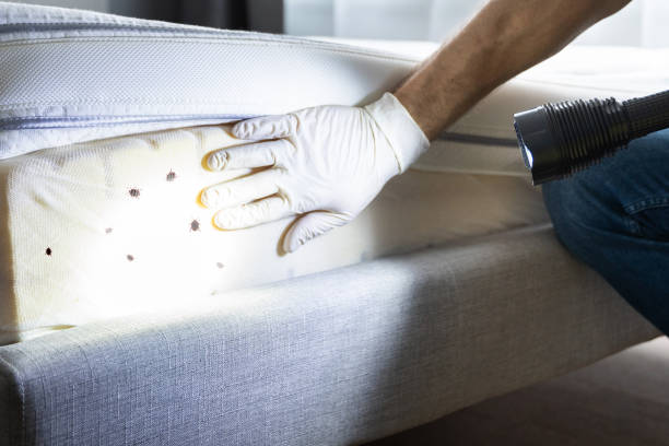 Best Flea Control Services  in Spring Hope, NC