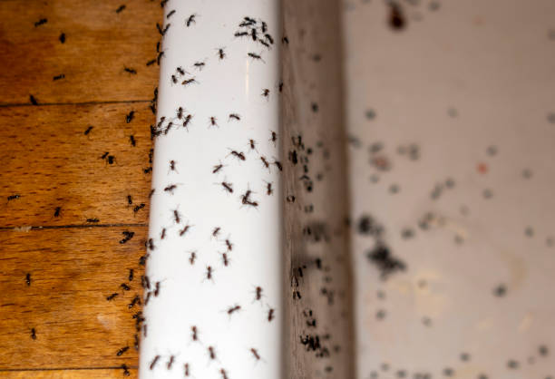 Best Affordable Pest Control Services  in Spring Hope, NC